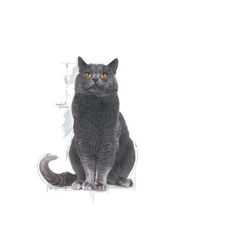 ROYAL CANIN Γήρανση αποστειρωμένη +12 4kg + ΈΚΠΛΗΞΗ ΓΙΑ ΤΗ ΓΆΤΑ