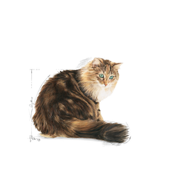 ROYAL CANIN Γήρανση +12 4kg